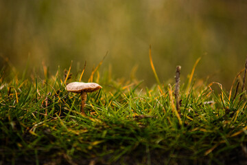 A close-up of a single mushroom growing among green grass, with the background softly blurred, emphasizing the mushroom as the focal point