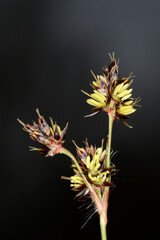 Feld-Hainsimse, Luzula campestris © Peter Oetelshofen