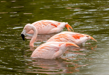 Chilean Flamingoes, pink flamingo, bathing and filter feeding in the water with long legs and black...