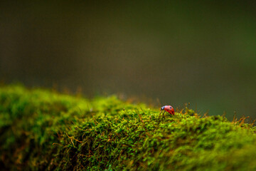 macro of a small red ladybug crawling on a wooden bark covered with green moss against a background of soft fog in the forest