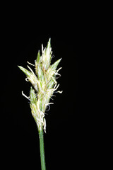 Zittergras-Segge, Carex brizoides