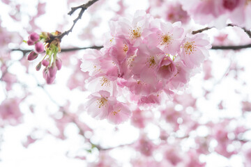 Beautiful cherry blossom sakura in spring time over blue sky.