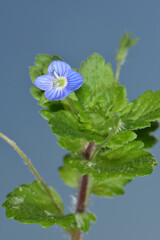 Ehrenpreis,  Persischer Ehrenpreis,  Veronica persica