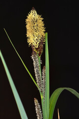 Ufer-Segge,  Carex riparia