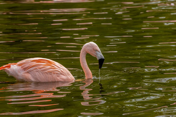Chilean Flamingoes, pink flamingo, bathing and filter feeding in the water with long legs and black beaks
