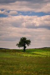 Fototapeta na wymiar Beautiful spring landscape or background concept. Lonely tree in a green meadow with a blue sky and clouds in the background.
