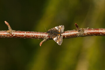 The orange underwing (Archiearis parthenias), moth of the family Geometridae resting on a birch branch in spring.