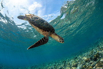 Fototapeta premium Hawksbill Sea Turtle. Underwater world of Bali, Indonesia.