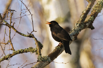 Common blackbird or Eurasian blackbird (Turdus merula) male perched in the forest and singing in...