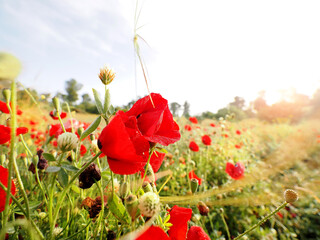 Beautiful morning with wild poppies