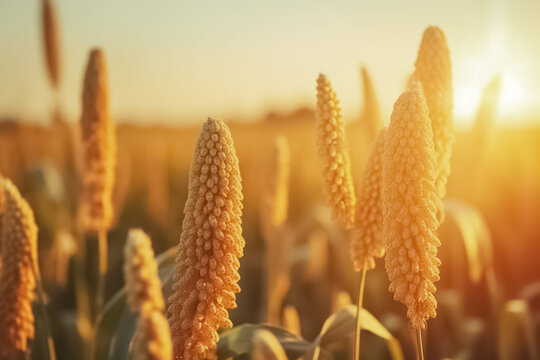 Organic golden ripe ears of foxtail millet in field. Cultivation pearls millet fields,pearls production of beer and wine. 