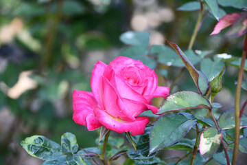 ピンクのバラ