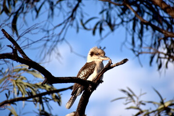 Kookaburra