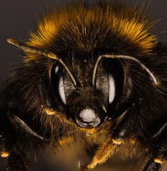 extreme Macro of a bumblebee Face (genus Bombus)