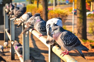 Pigeons on a railing in an urban setting. Birds in the city of Krakow, Poland. Photo with a shallow...