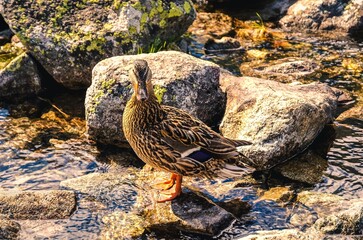 Duck in natural habitat. Duck standing on a stone on the shore of the pond in mountains.