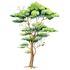 Watercolor tree, green  foliage, summer foliage, forest tree