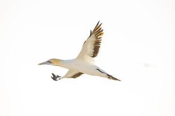 Close up image of a Cape Gannet bird in a big gannet colony on the west coast of South Africa