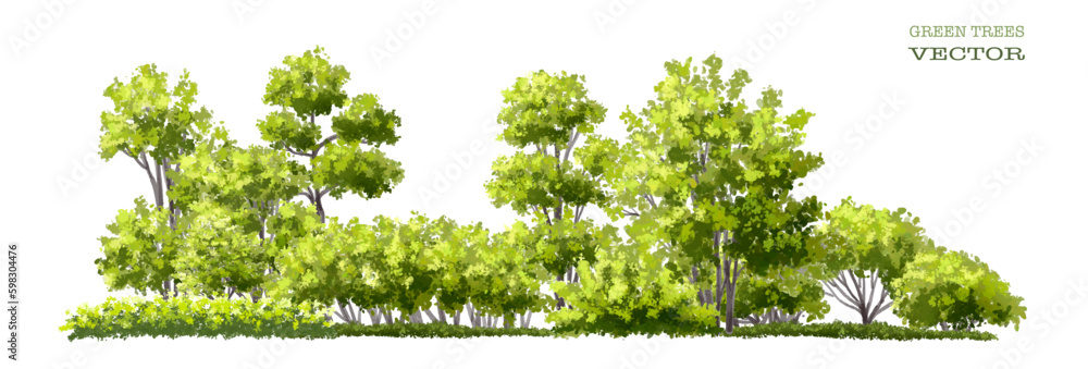 Wall mural vector watercolor of tree side view isolated on white background for landscape and architecture draw
