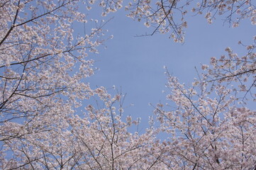 満開の桜と青空