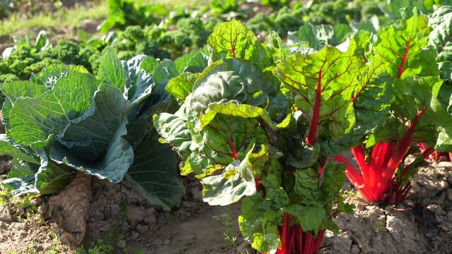 Growing young beet and cabbage beds in the vegetable garden. . High quality 4k footage Generative AI