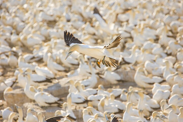 Close up image of a Cape Gannet bird in a big gannet colony on the west coast of South Africa