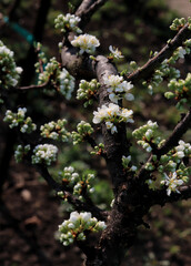 tree plum blossom in spring