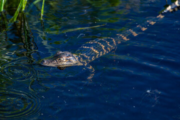 alligator