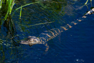alligator youth