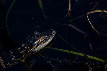 alligator youth