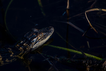alligator youth