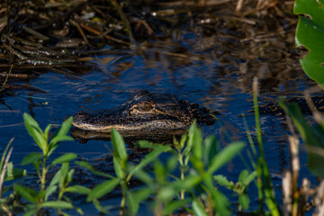 alligator youth