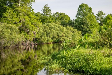 Fototapeta premium cypress swamp