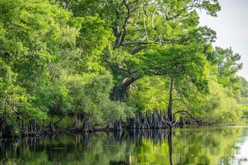 Fototapeta na wymiar cypress swamp