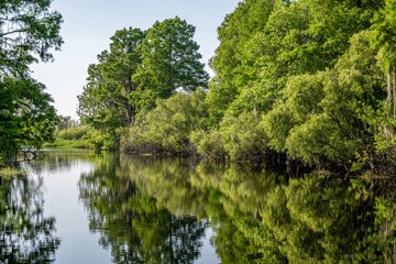 Fototapeta na wymiar cypress swamp