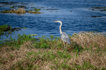 blue heron