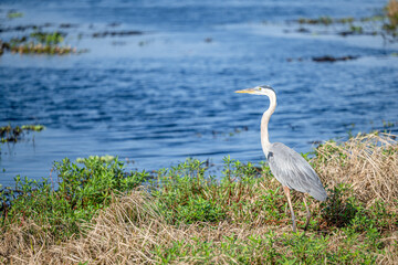 blue heron