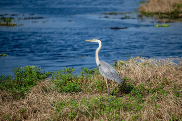 blue heron
