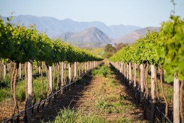 Scenic photo of vineyards in the Cape Winelands in the Western Cape of South Africa