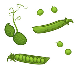 Green Peas, isolated on a white background. Vector illustration of a pea.