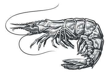 Shrimp engraving style sketch. Whole prawn, seafood hand drawn vector illustration
