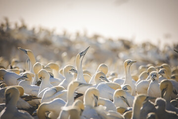 Obraz premium Close up image of a Cape Gannet bird in a big gannet colony on the west coast of South Africa