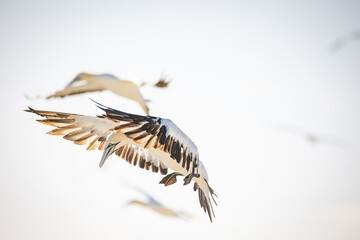 Close up image of a Cape Gannet bird in a big gannet colony on the west coast of South Africa