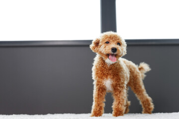 Funny Maltipoo puppy is resting in a modern interior. Beloved pet in the natural atmosphere of a beautiful home.