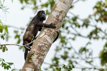 Mantled Howler Monkey - Alouatta palliata, beautiful noisy primate from Latin America forests and woodlands, Gamboa, Panama.