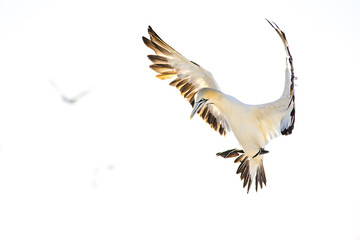 Obraz premium Close up image of a Cape Gannet bird in a big gannet colony on the west coast of South Africa