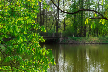 blooming chestnut tree in the park by the lake
