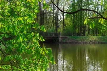 Foto op Plexiglas Centraal Europa blooming chestnut tree in the park by the lake
