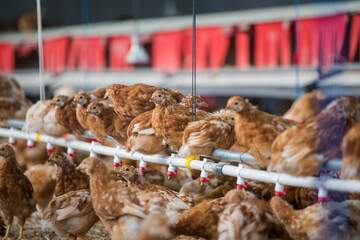 Close up image of a white Broiler Chicken living on a free range farm in a sustainable manner and...