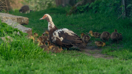 Duck with ducklings in nature. A duck walks her ducklings. Ducks on the farm. Domestic cattle